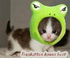 froschkatze